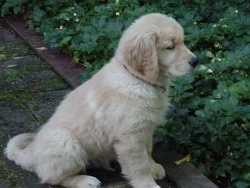 pika_11wks_patio_small.jpg