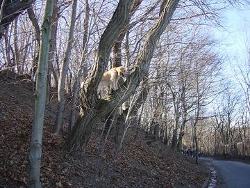 prairietree_little.jpg