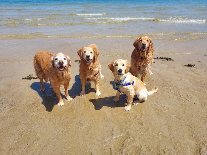 Four Dogs on Beach
